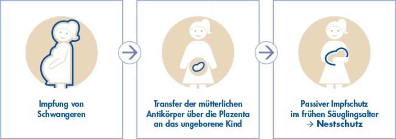 Passiver Schutz vor Pertussis im frühen Säuglingsalter nach der mütterlichen Immunisierung während der Schwangerschaft